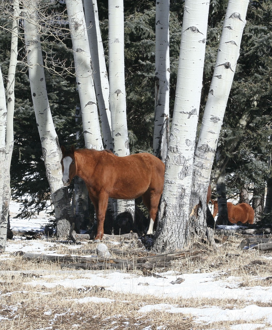 horses  aspen  ranch horses free photo