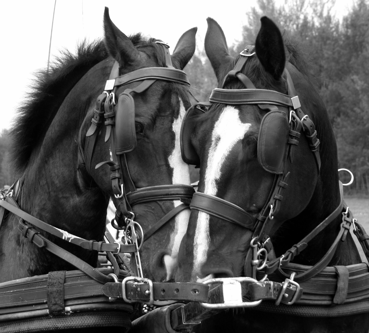 horses tactics snack driving horses free photo