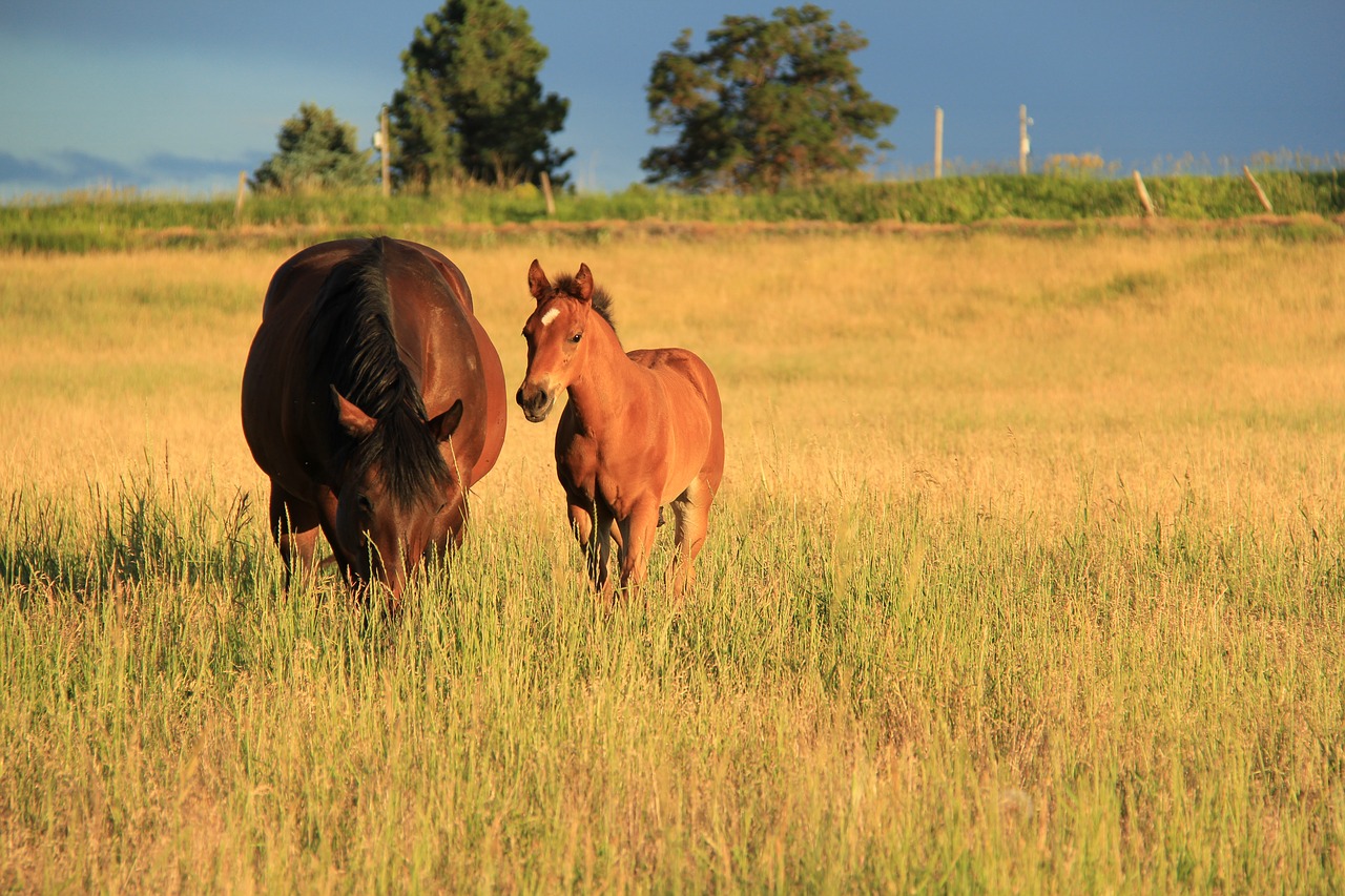 horses  mare and colt in field  sunset free photo