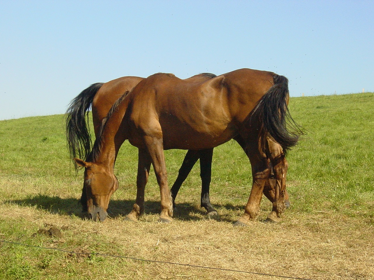 horses mammal farm free photo