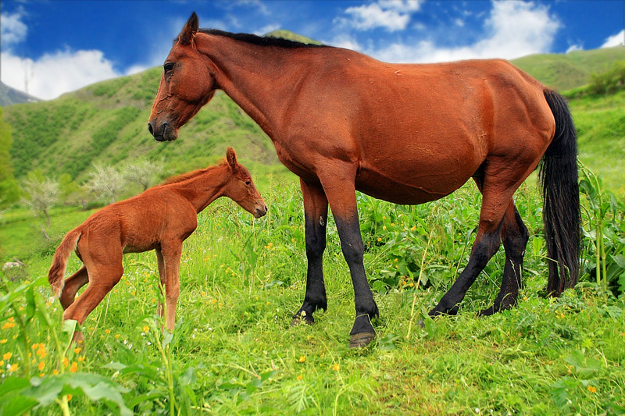 horses  animals  field free photo