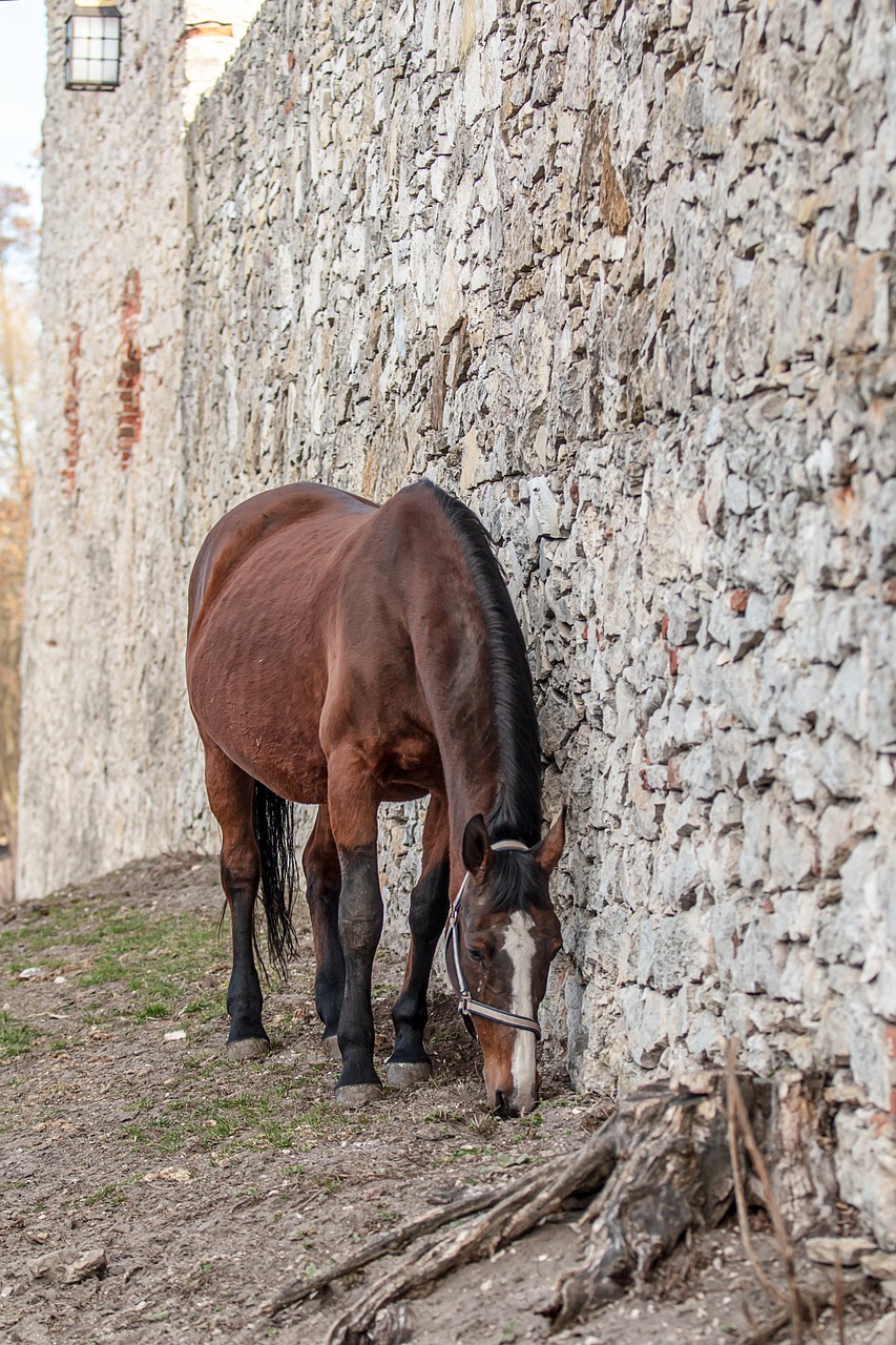 horses  stallion  portrait free photo