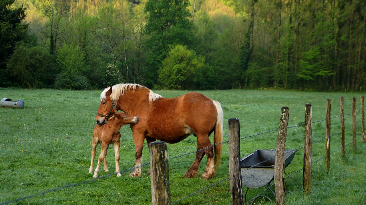 horses  jura  roux free photo