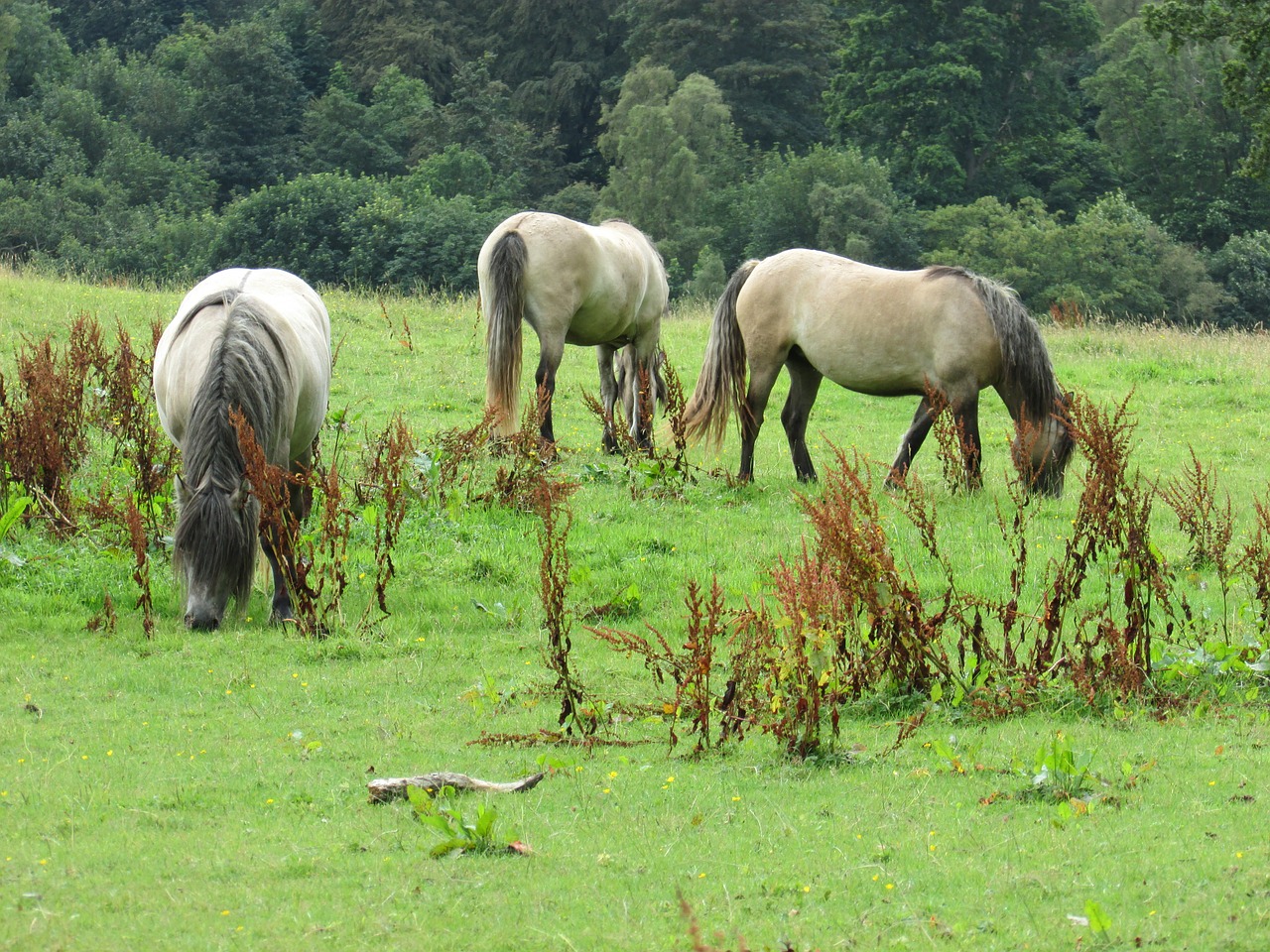 horses field grazing free photo