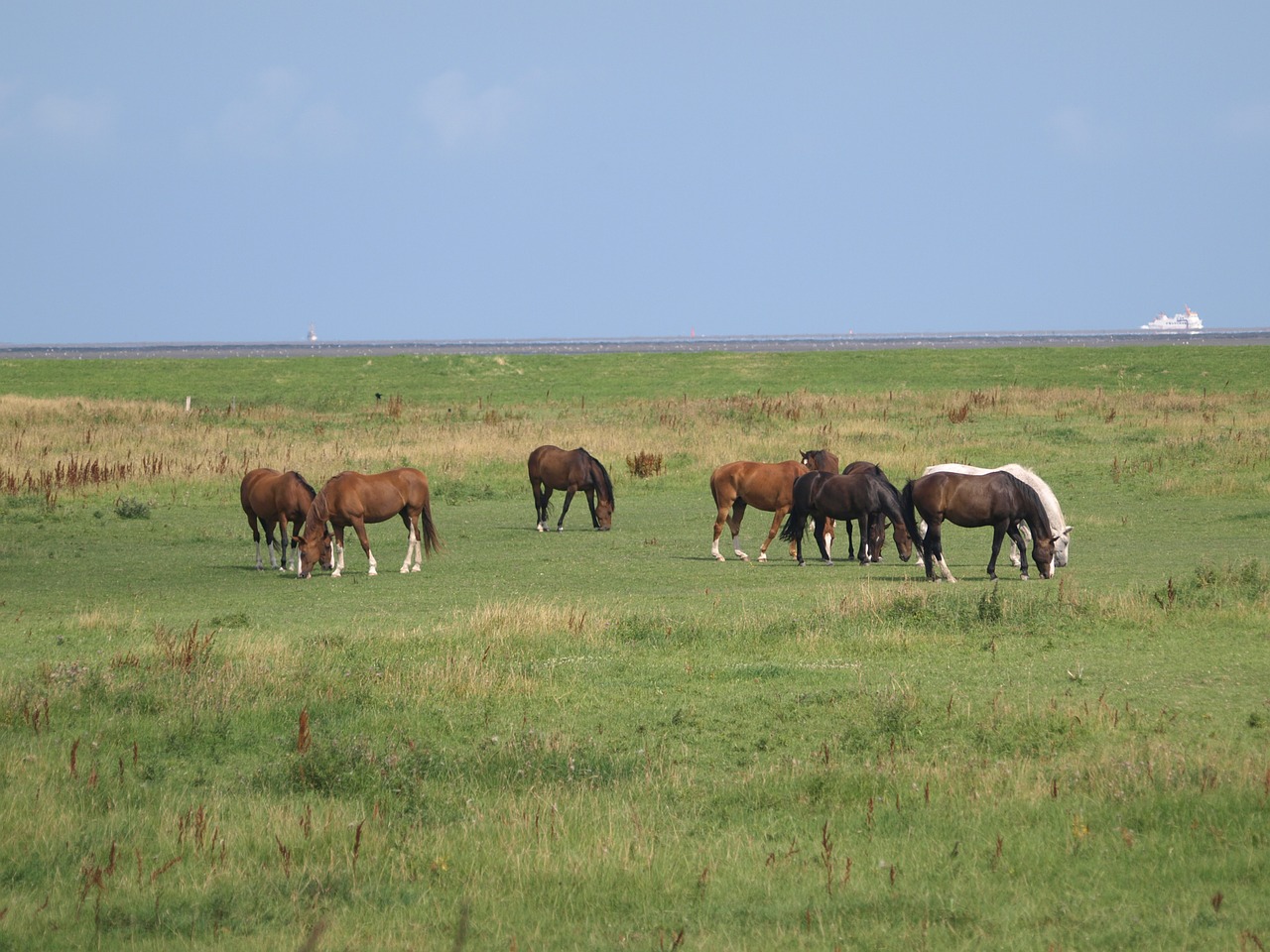 horses coupling meadow free photo