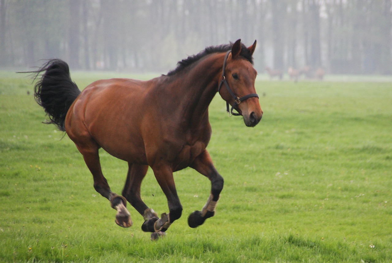 horses  whey  gallop free photo