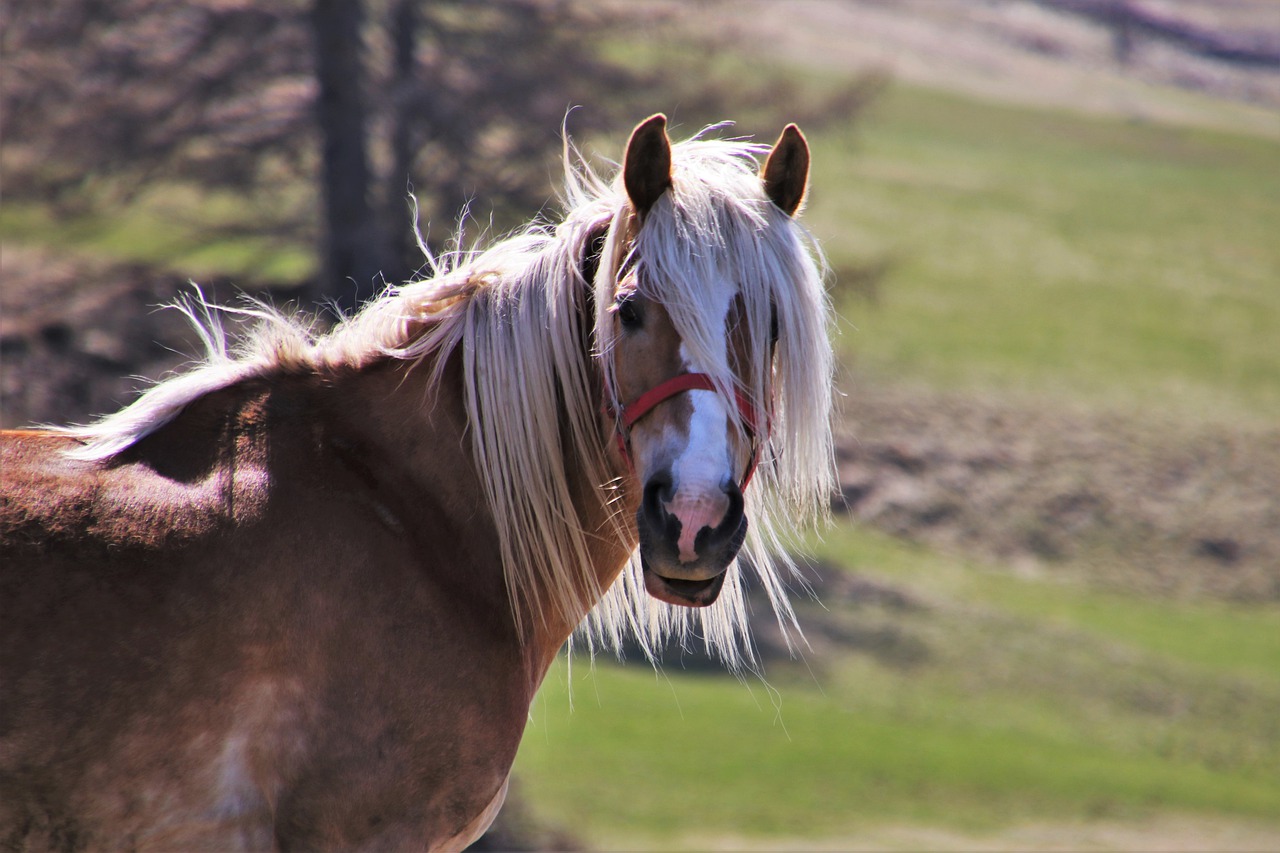 horses  meadows  the mane free photo