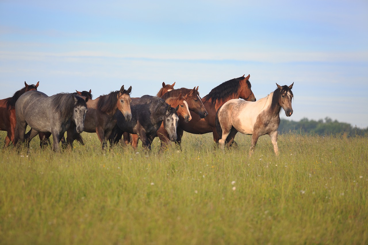 horses  grass  horse free photo