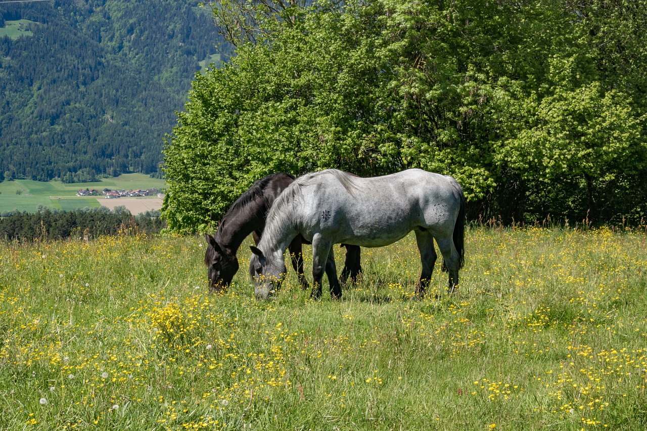 horses  meadow  grey free photo