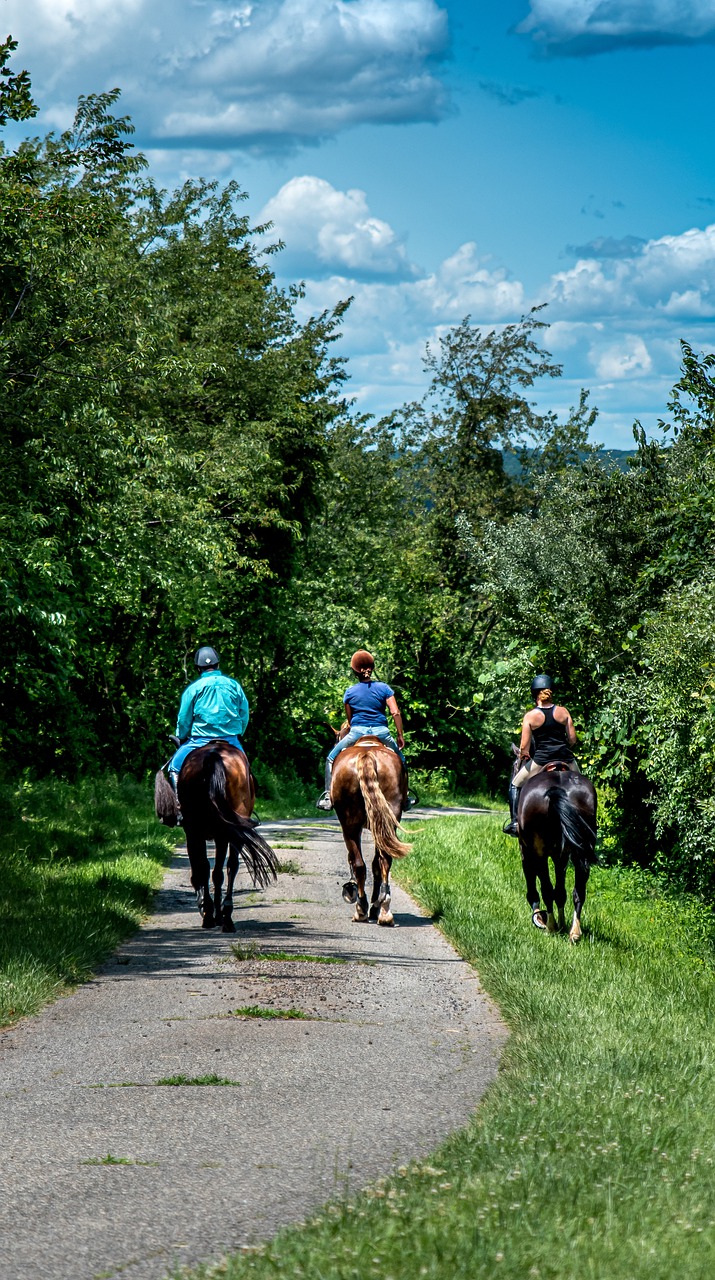 horses  landscape  nature free photo