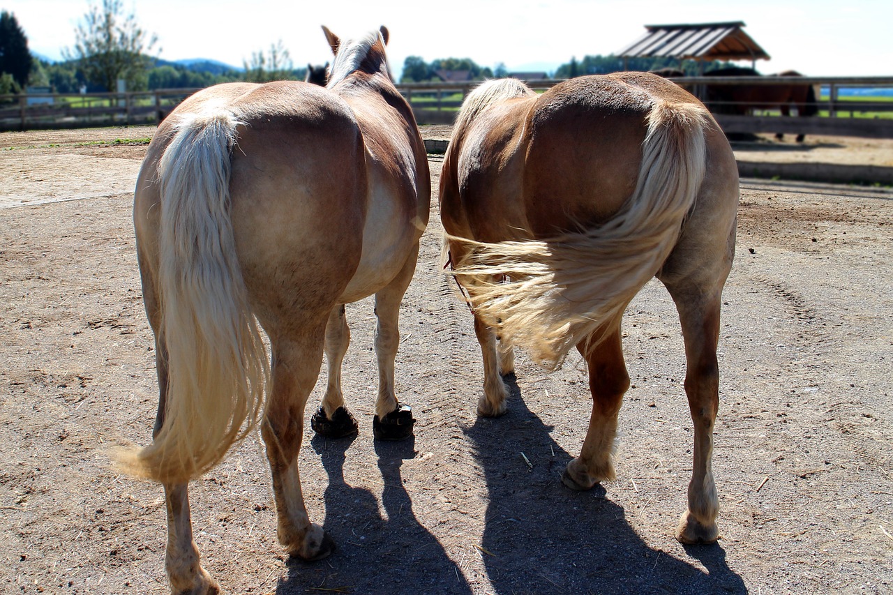 horses together pair free photo