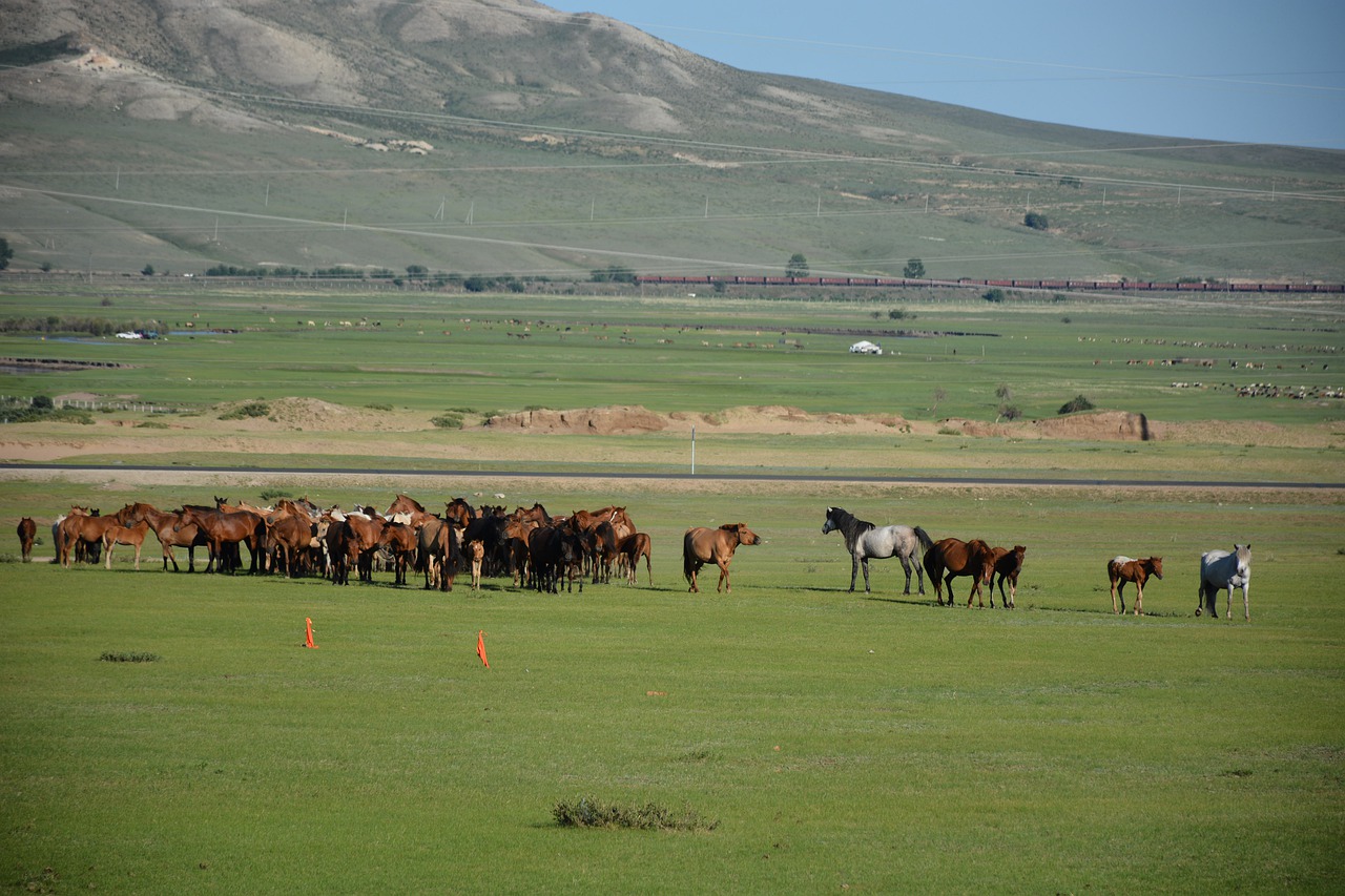 horses  countryside  livestock free photo