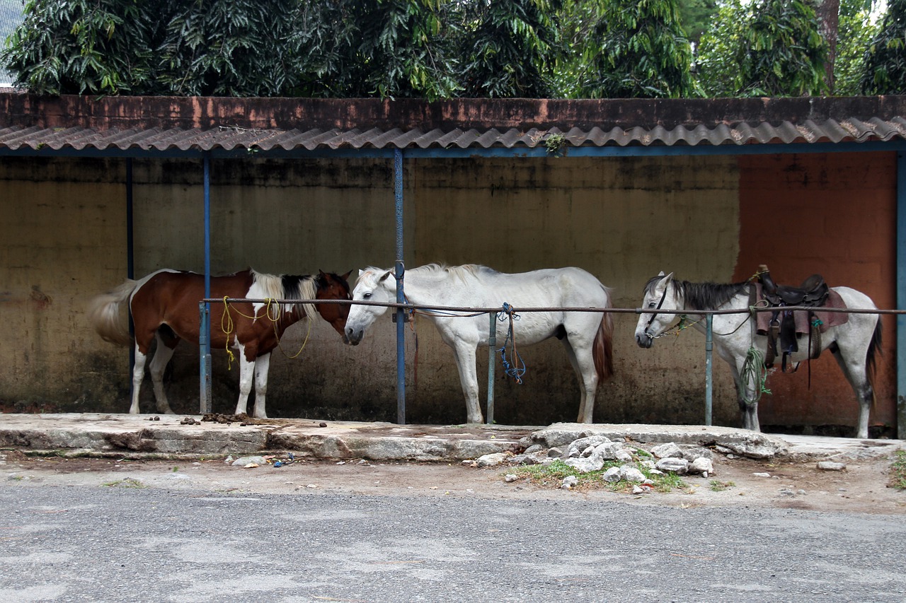 horses  resting  eating free photo