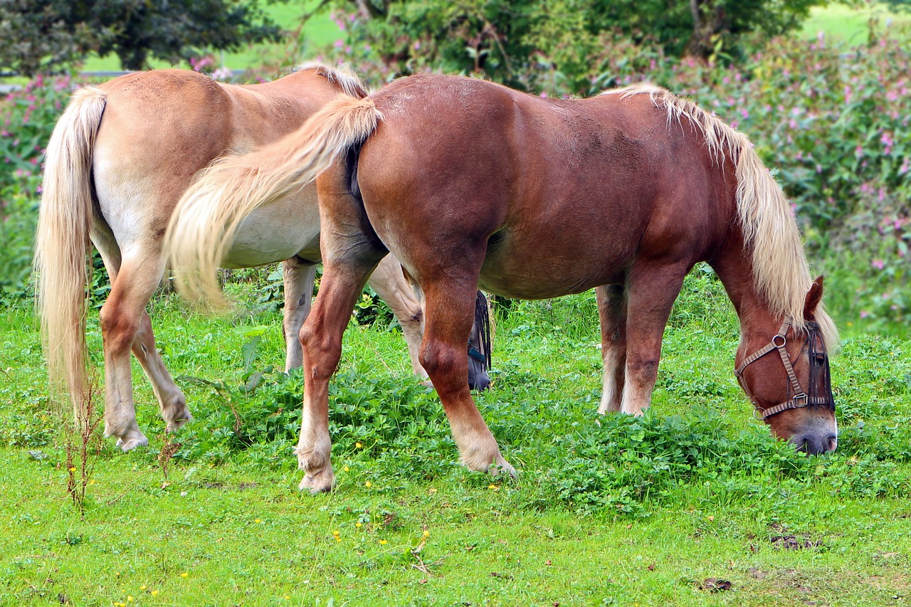 horses brown graze free photo