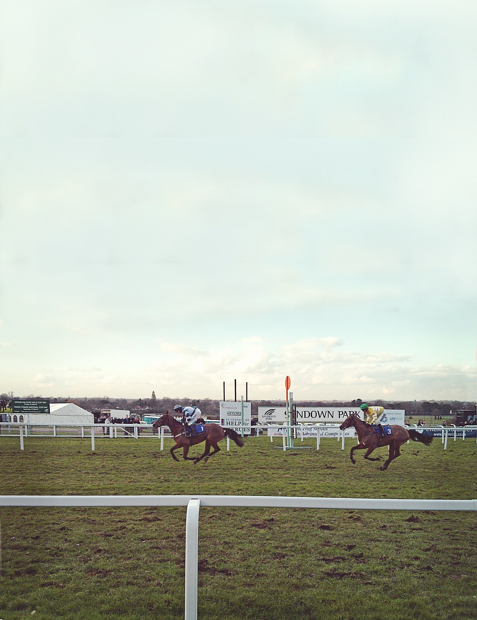 horses bet horseracing free photo
