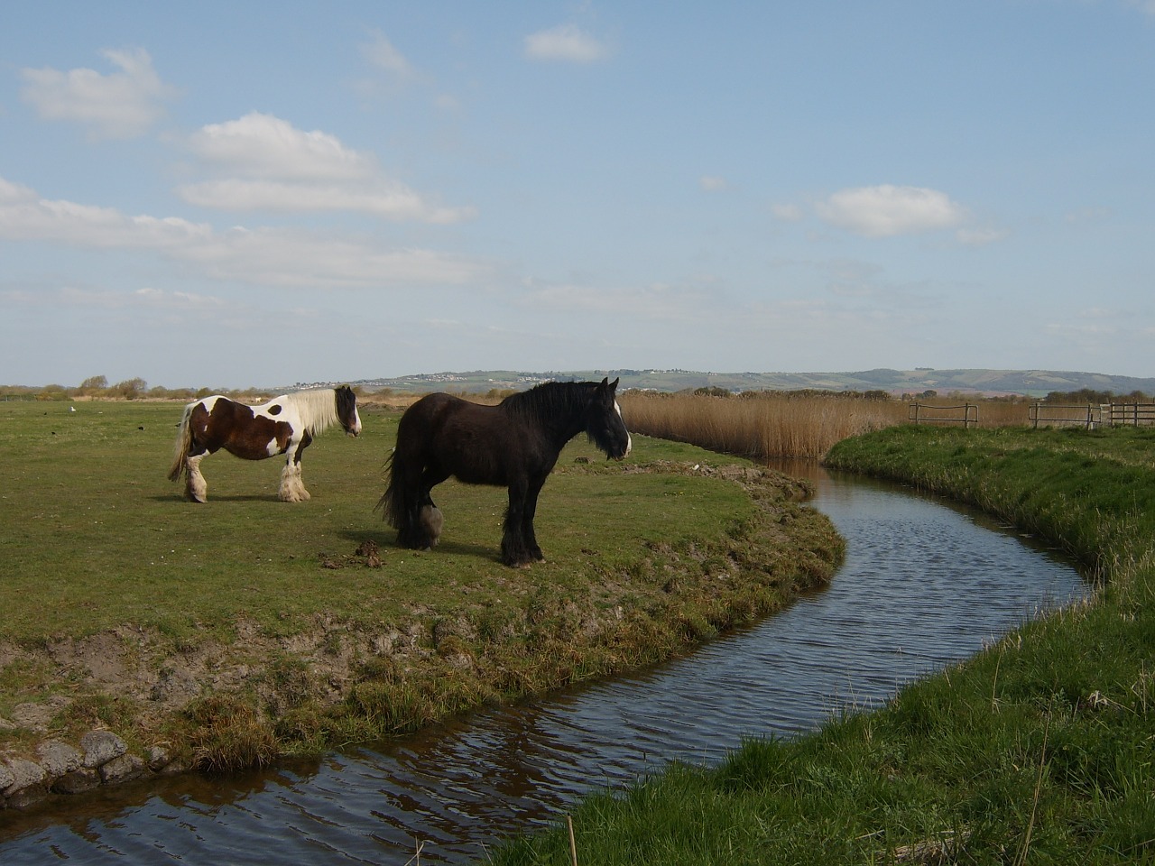 horses stream water free photo