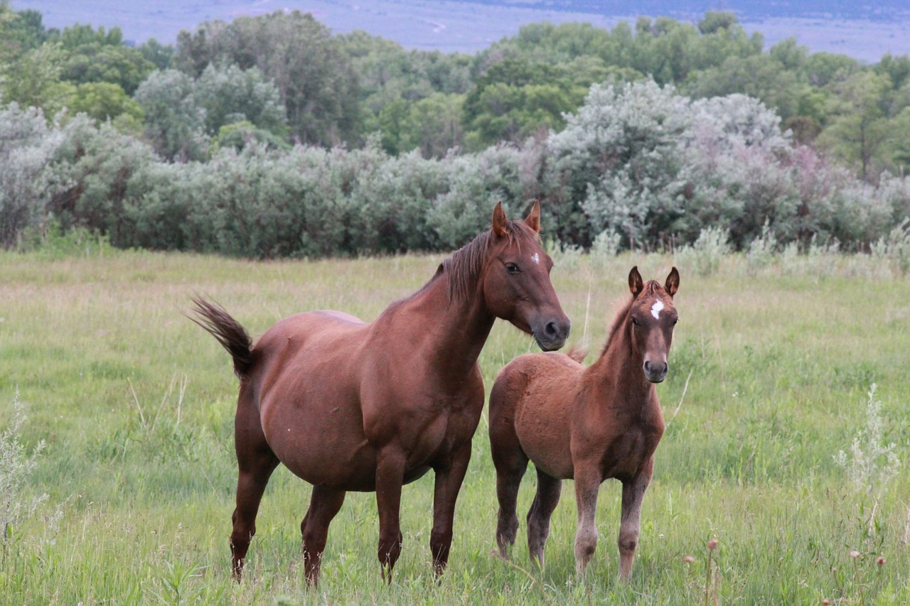 horses animals riding free photo