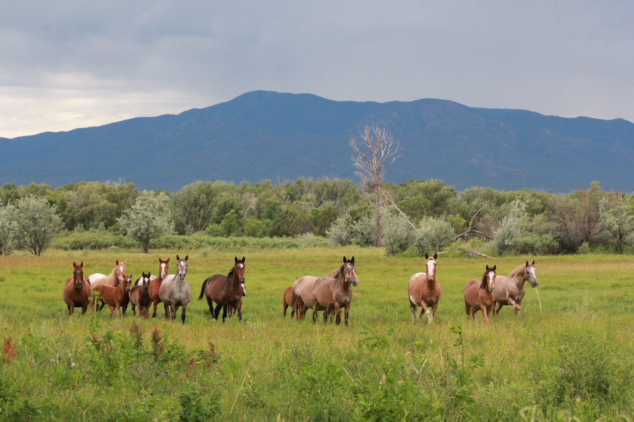 horses wild animals free photo