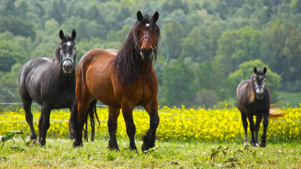 horses animals ride free photo