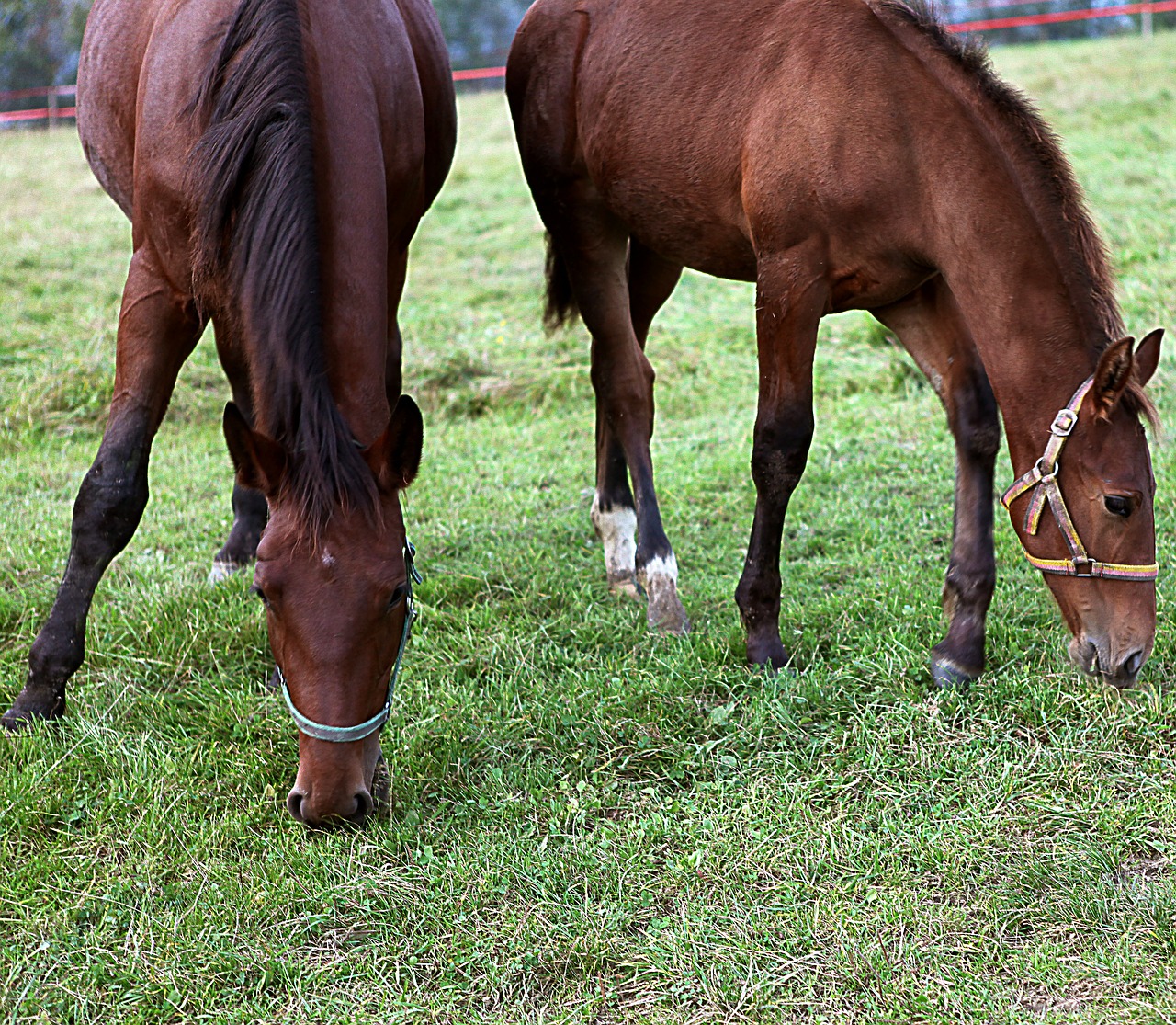 horses meadow pasture land free photo