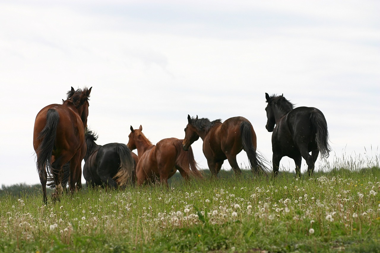 horses meadow nature free photo