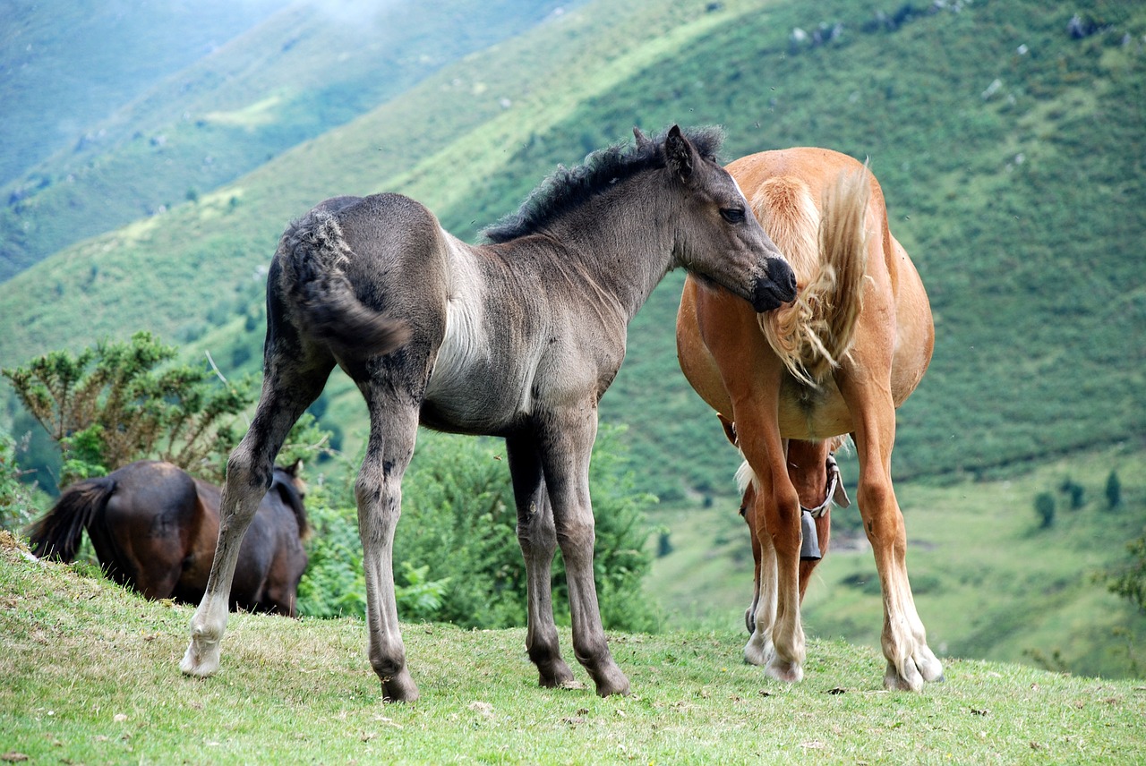 horses wild asturias free photo