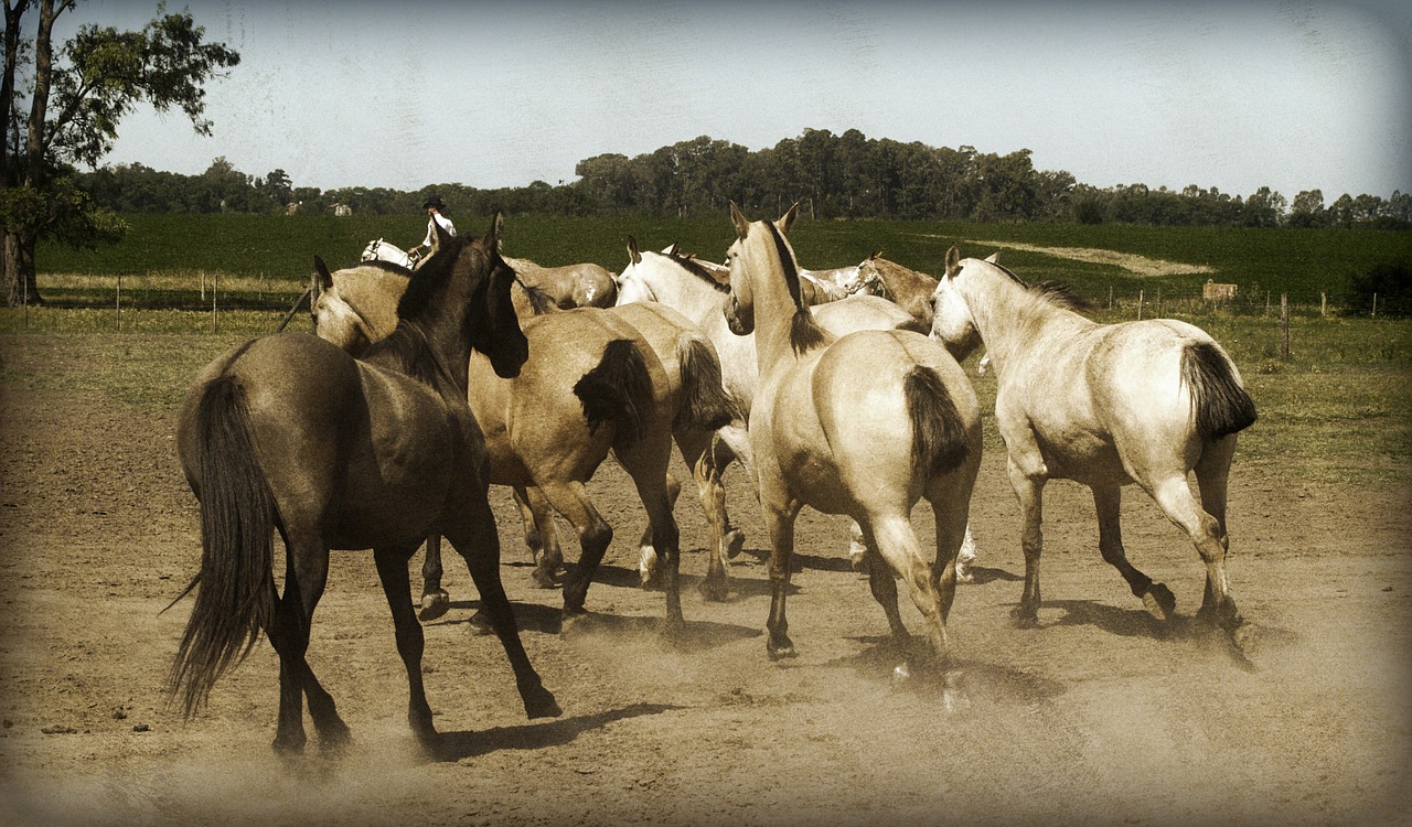 horses animal stallion free photo