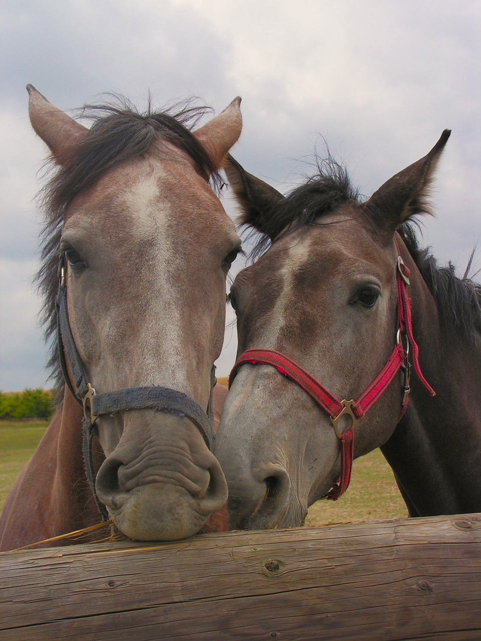 horses horse pen free photo