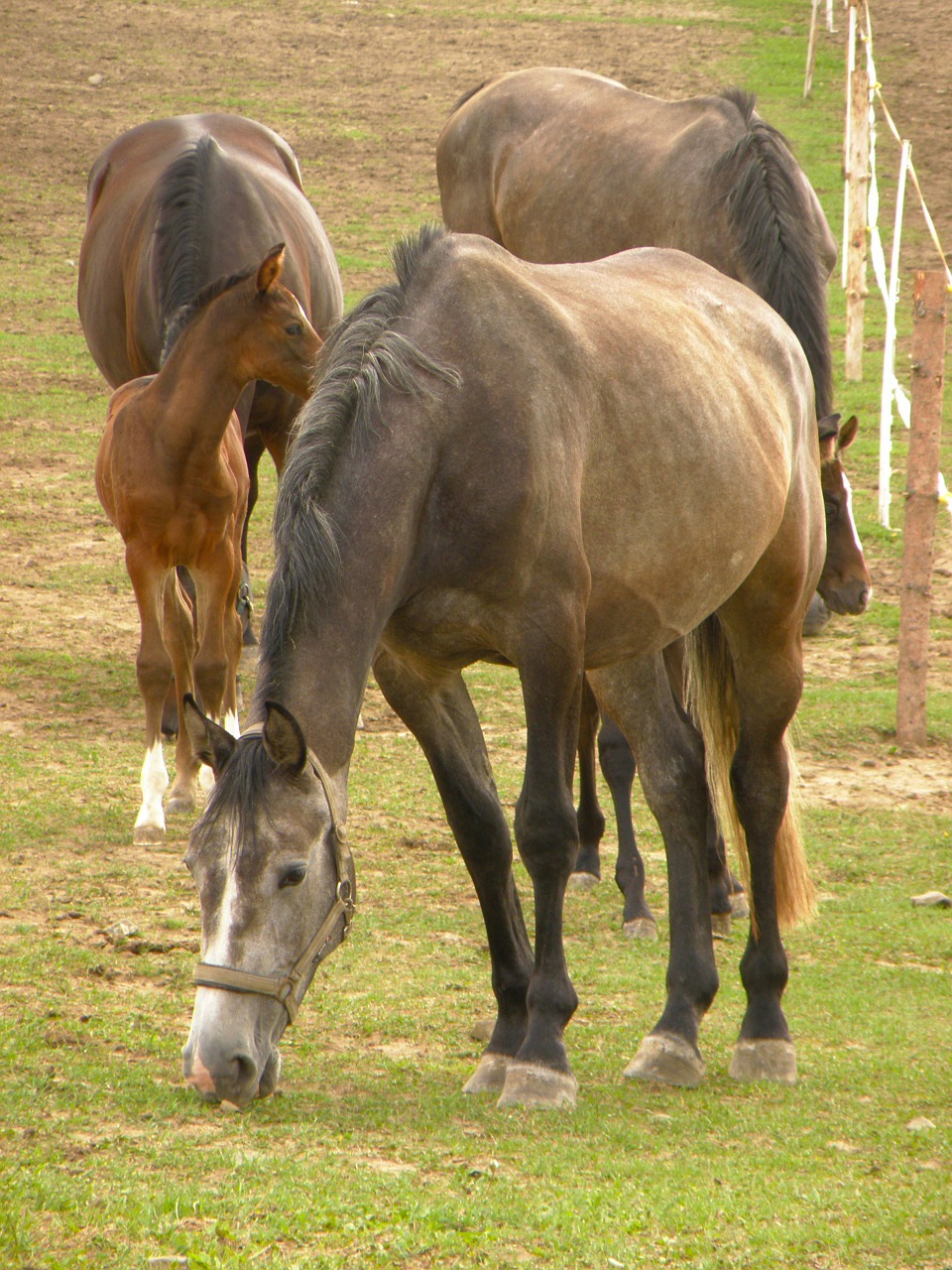 horses group herd free photo