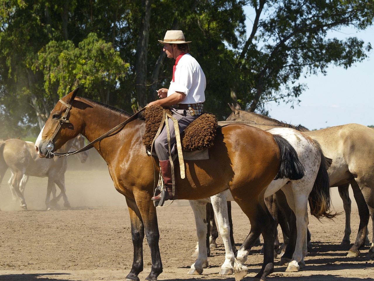 horses argentina gaucho free photo