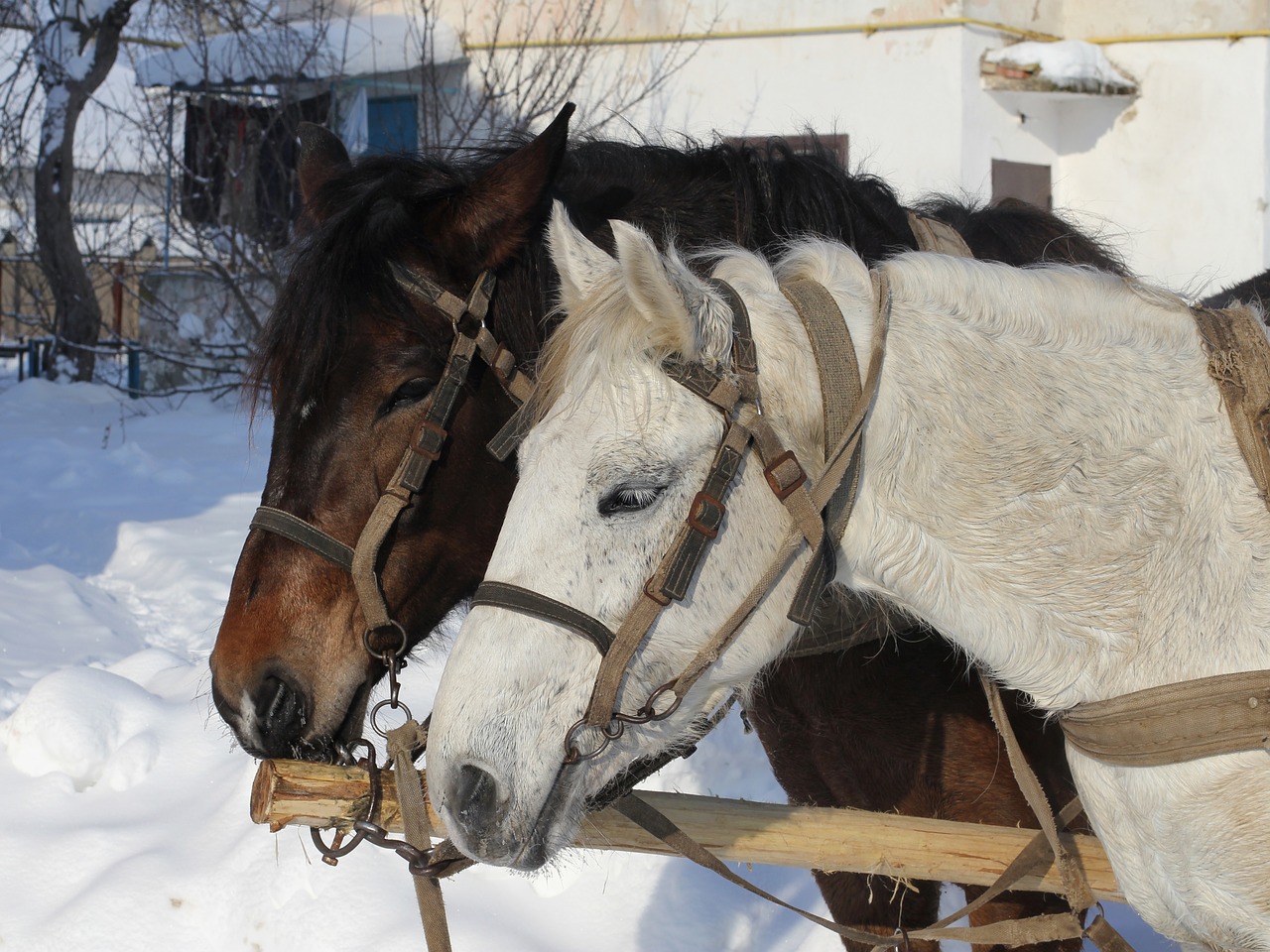 horses winter animal free photo