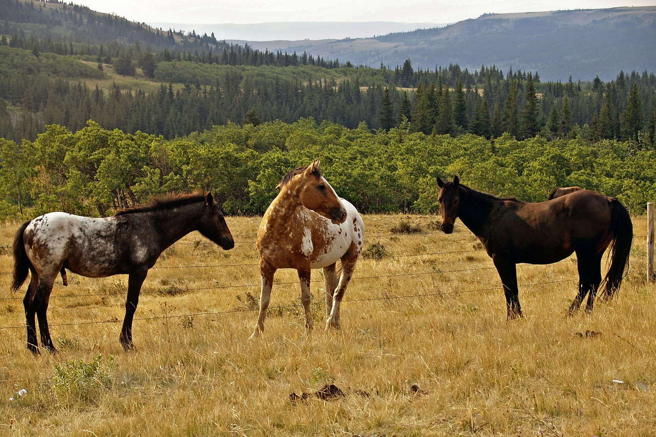 horses wildlife animals free photo