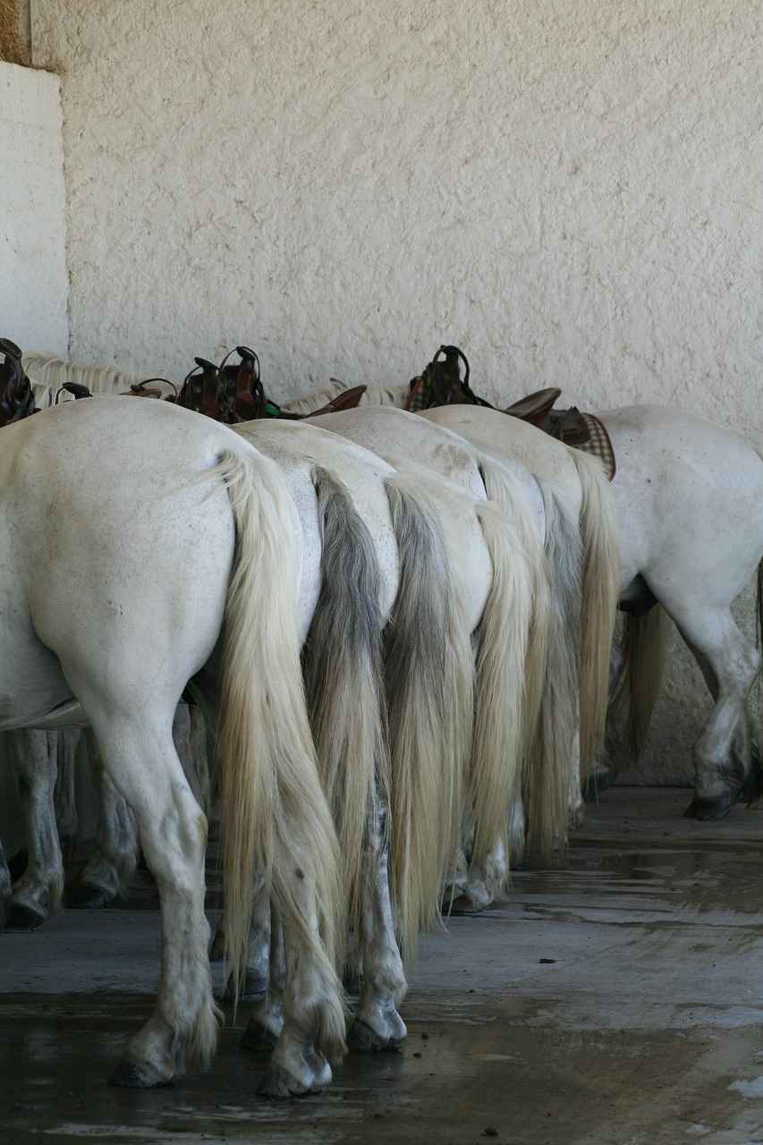horses france camargue free photo