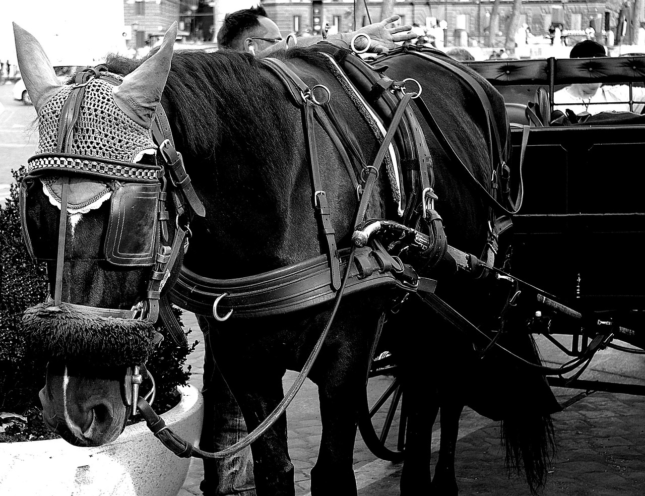 horses black and white reflection free photo