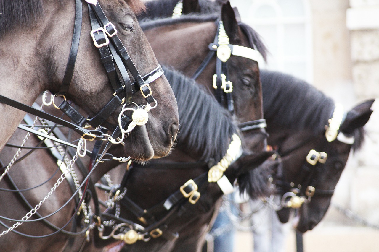 horses london england free photo