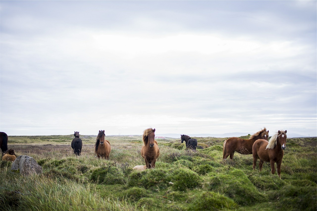 horses iceland icelandic free photo