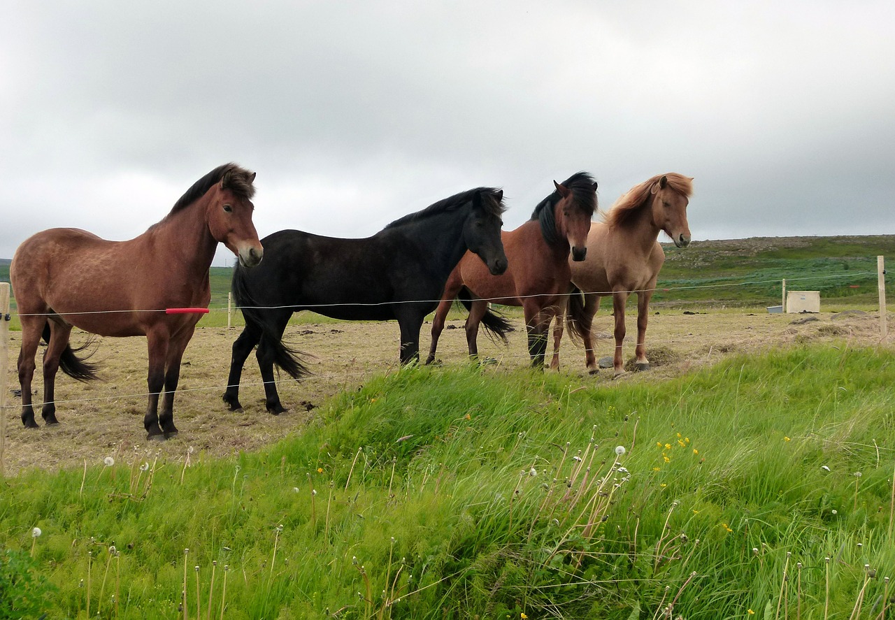 horses landscape nature free photo