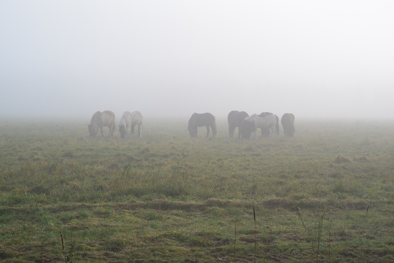 horses fog morning mist free photo