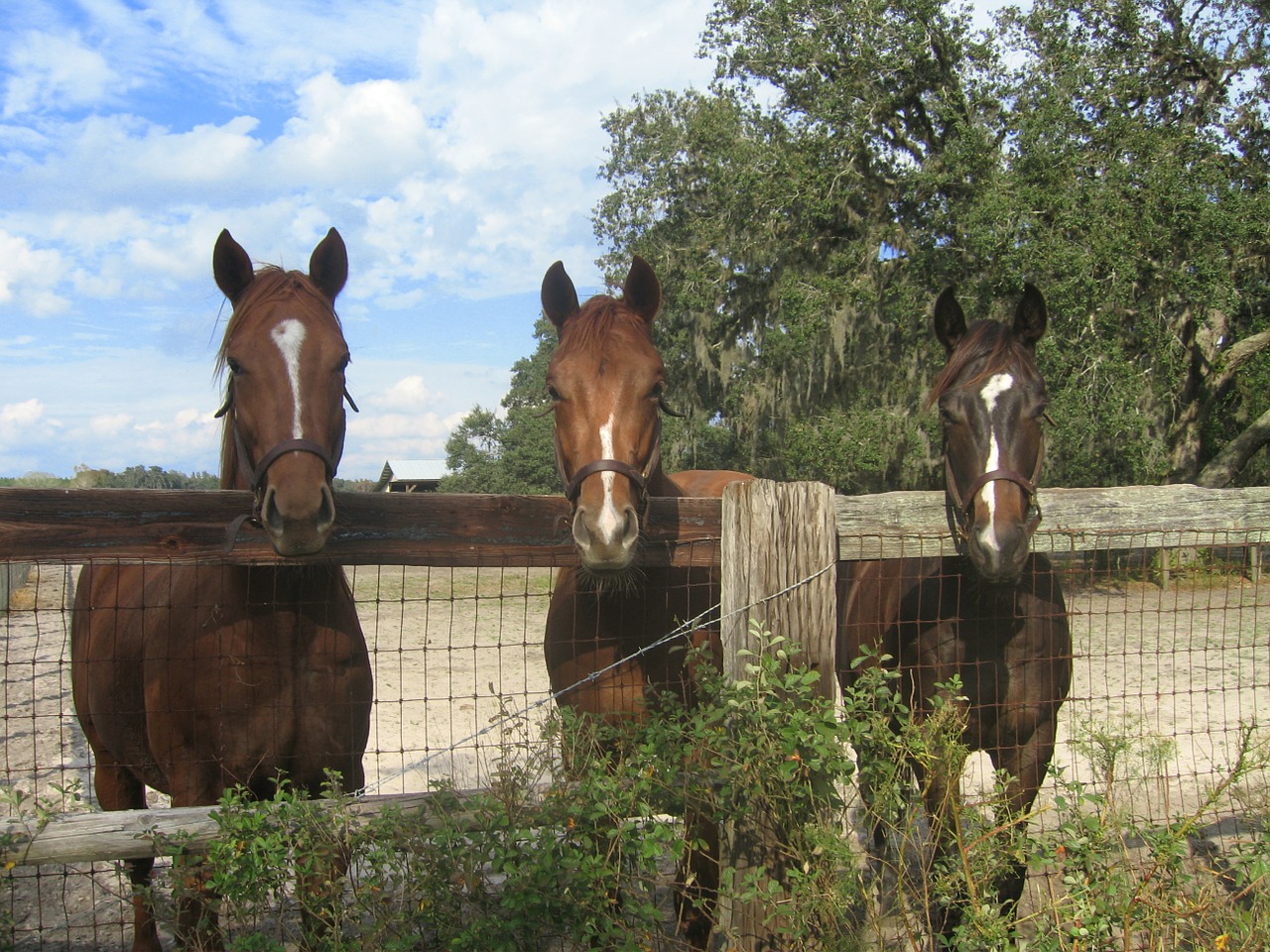 horses farm fence free photo