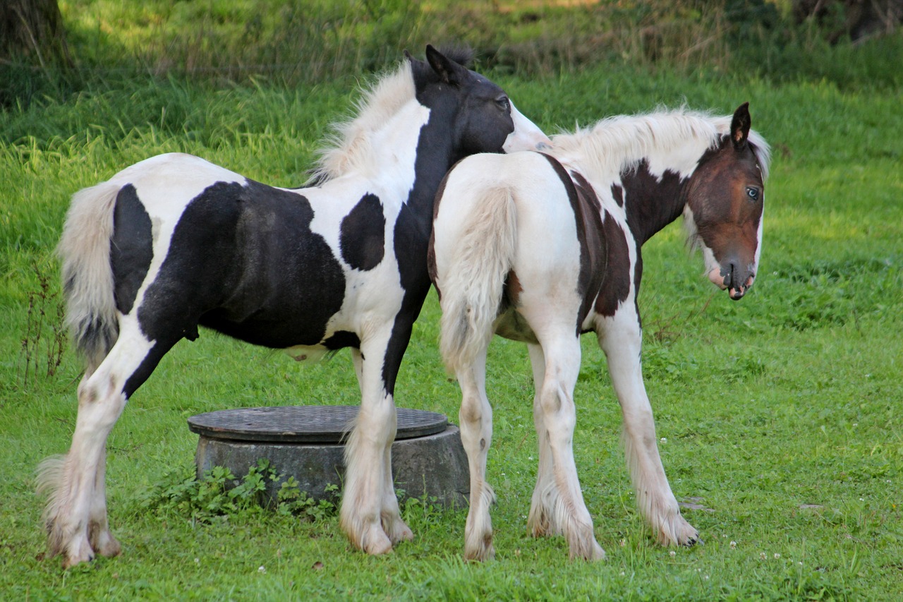 horses pony sweet free photo