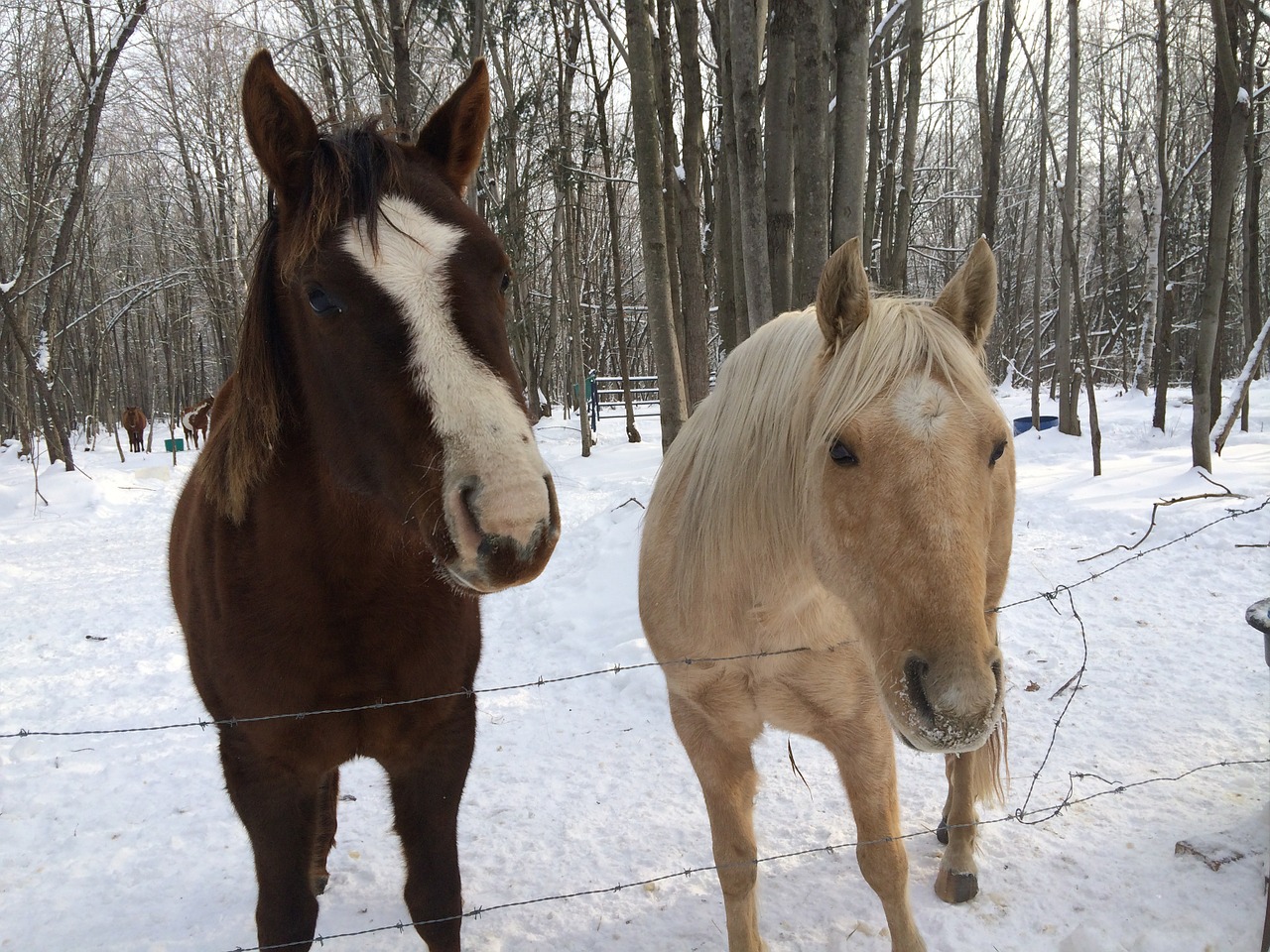 horses winter snow free photo