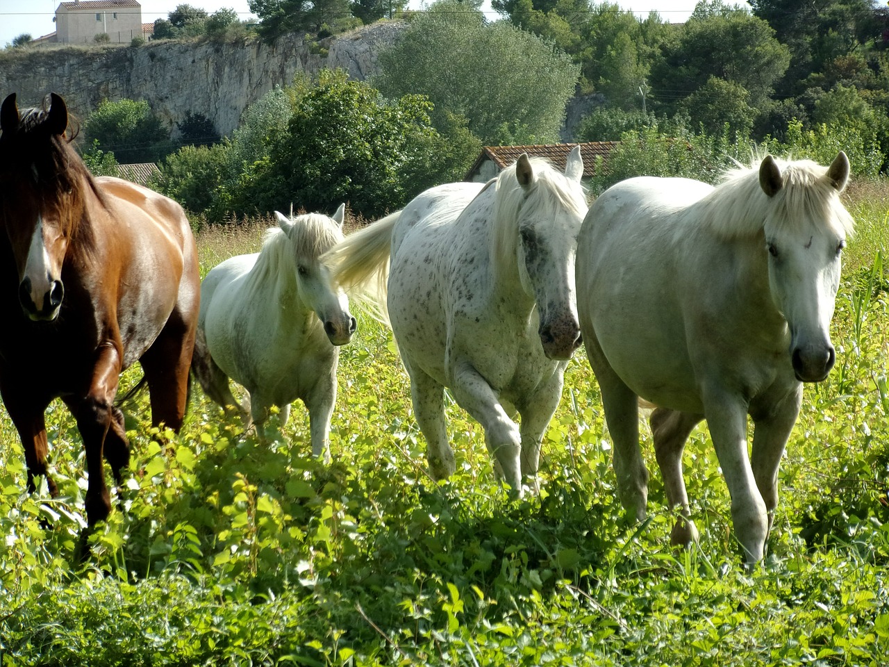horses horse mare free photo