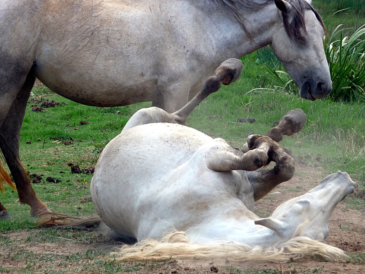 horses white animal free photo