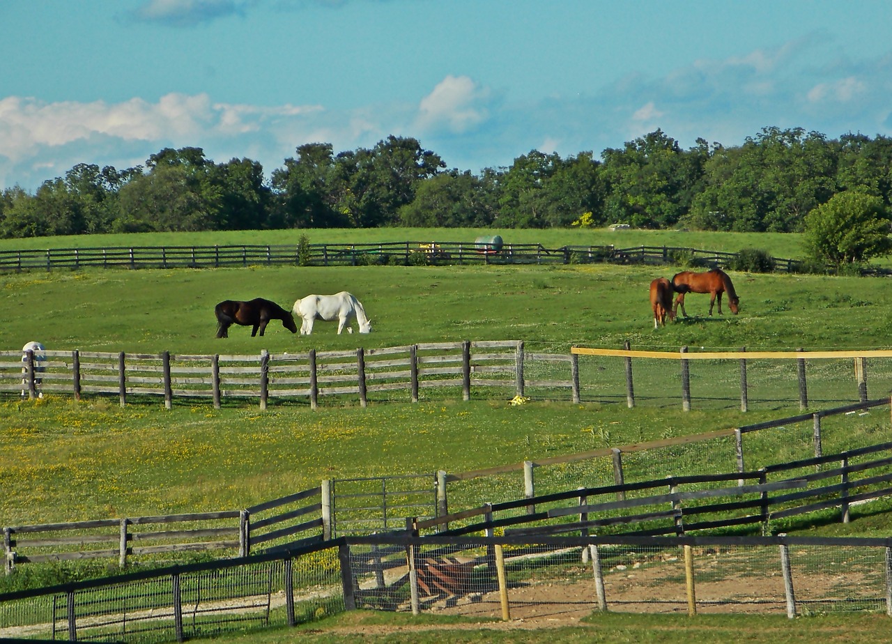 horses farm field free photo