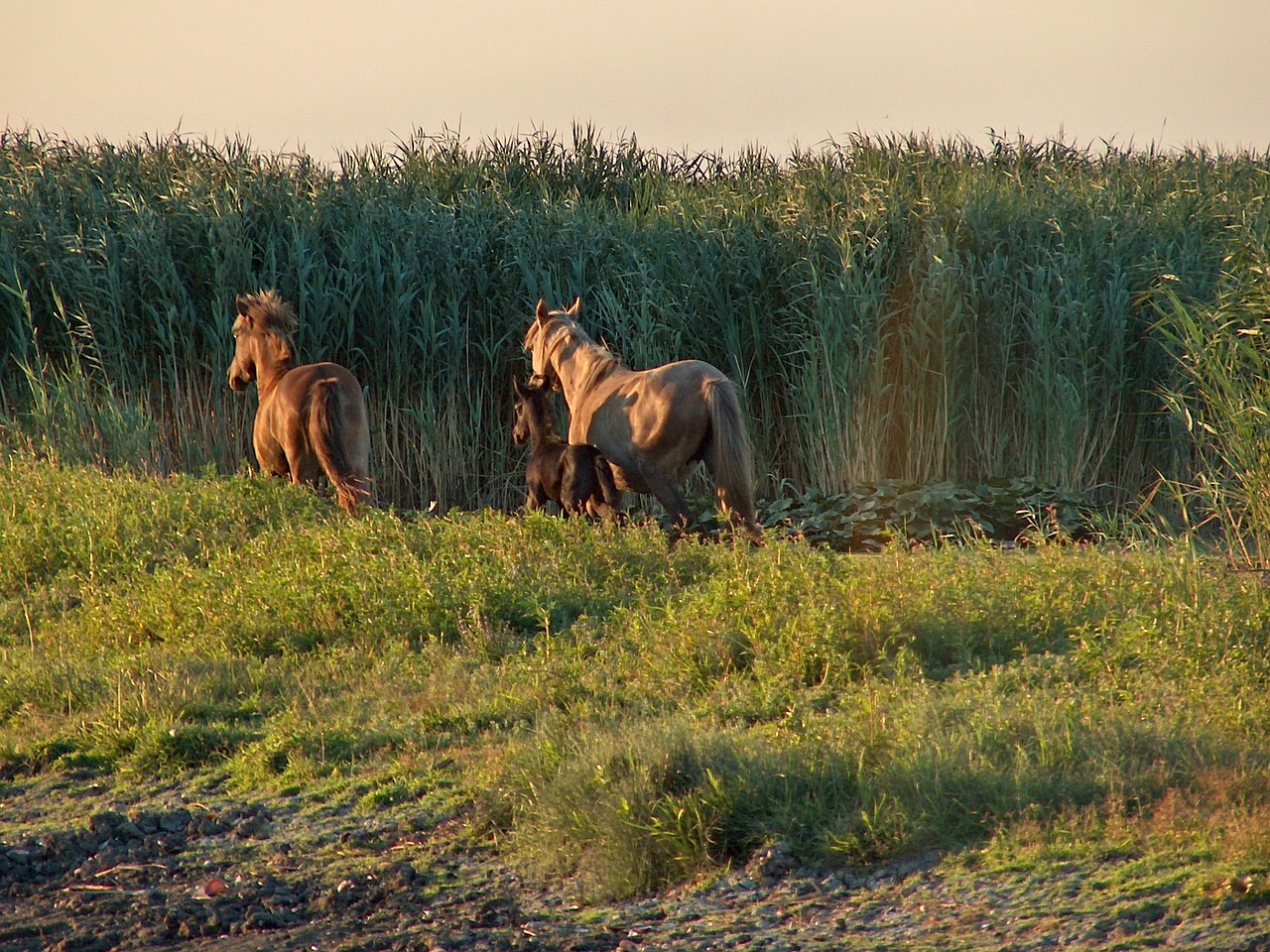 horses grass reed free photo