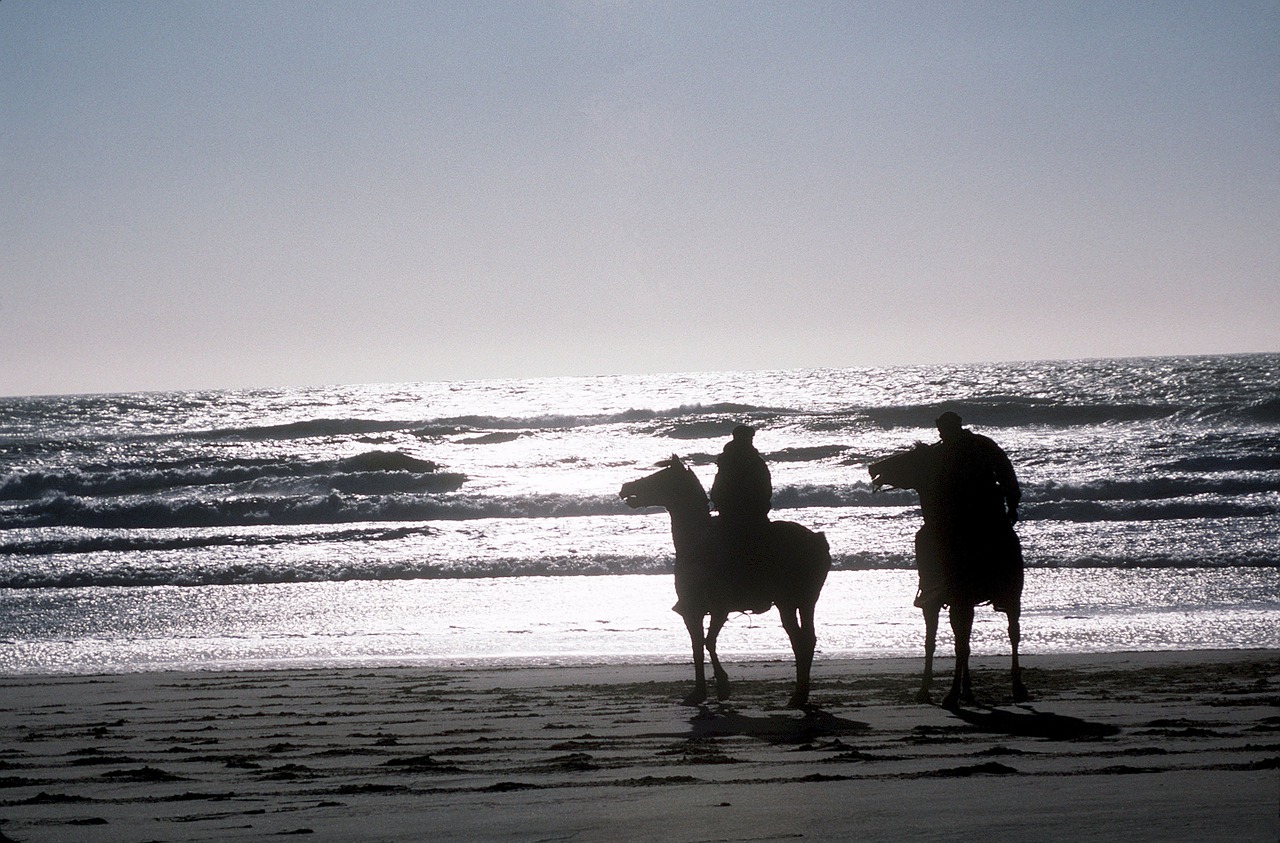 horses beach sunset free photo