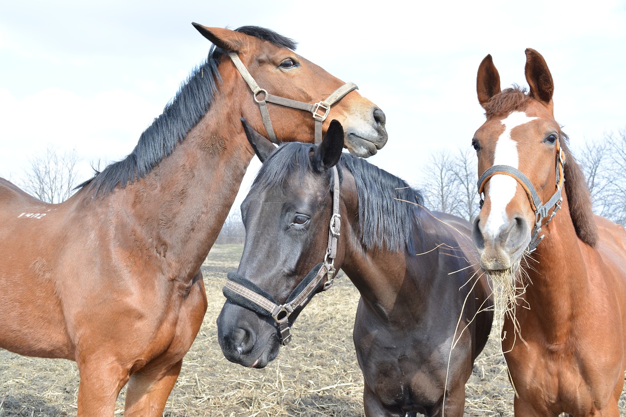 horses wild animal free photo