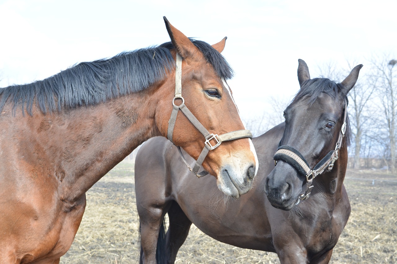 horses wild animal free photo