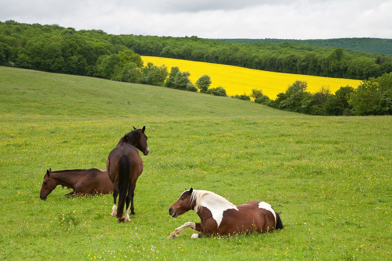 horses field flowers free photo