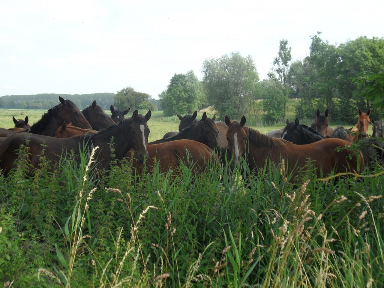 horses coupling meadow free photo